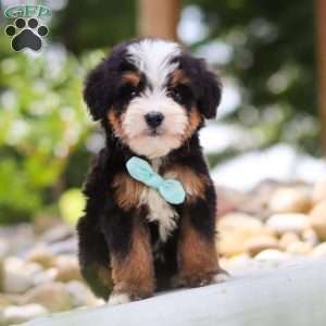 Goodbye Earl, Mini Bernedoodle Puppy